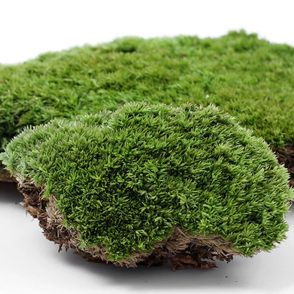 Plante verte artificielle en mousse d'ange