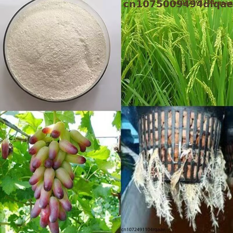Sel de potassium d'acide indole-3-butyrique (IBA-K) soluble dans l'eau 98% TC - Hormone d'enracinement végétal en poudre pour le jardinage et l'agriculture