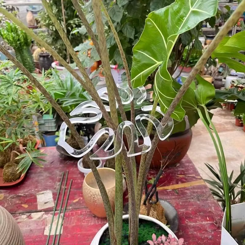 Lot de 10 pinces de support de plantes transparentes et flexibles