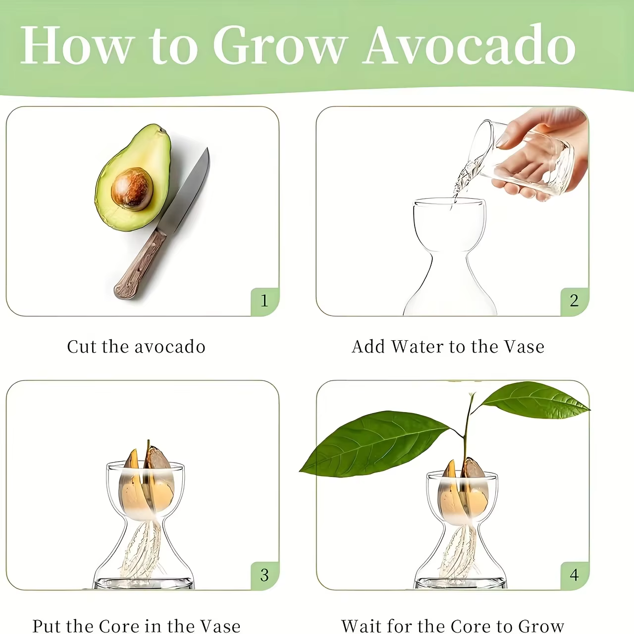 Kit de culture d'avocat - Vase de germination en verre pour les amateurs de jardinage