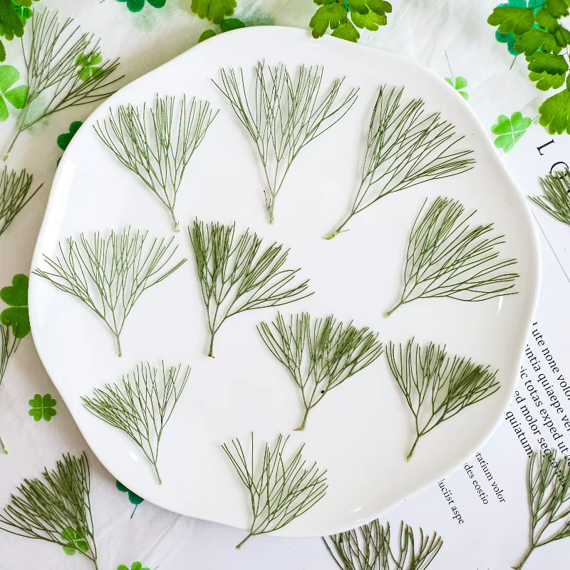 24 pièces, fleurs séchées pressées naturelles Kochia
