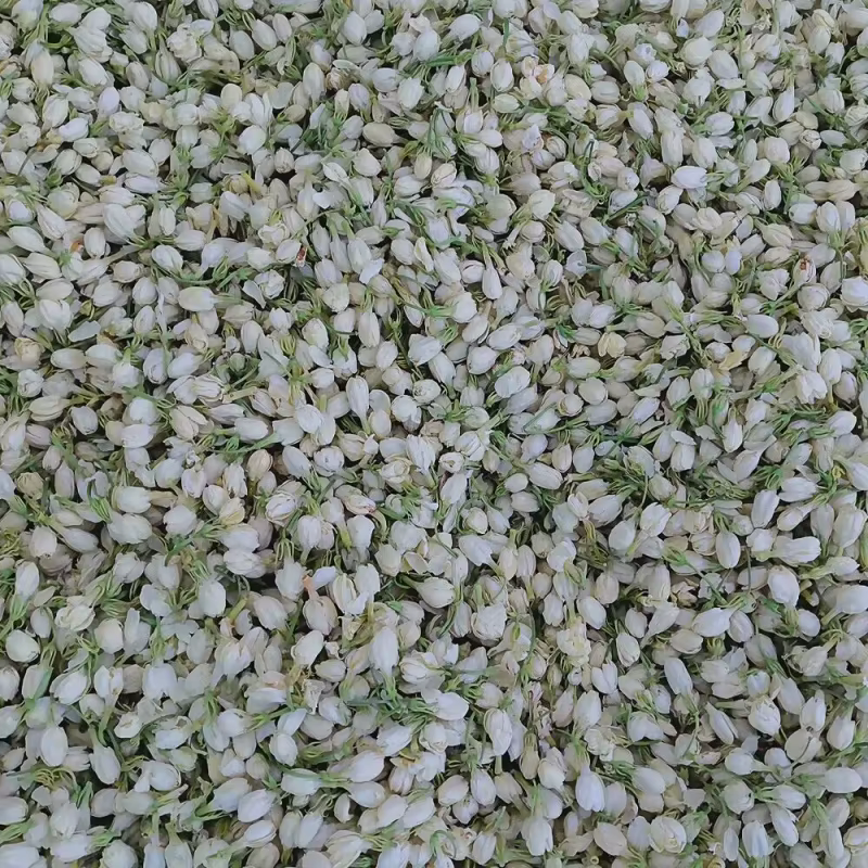Boutons de jasmin naturels de qualité supérieure