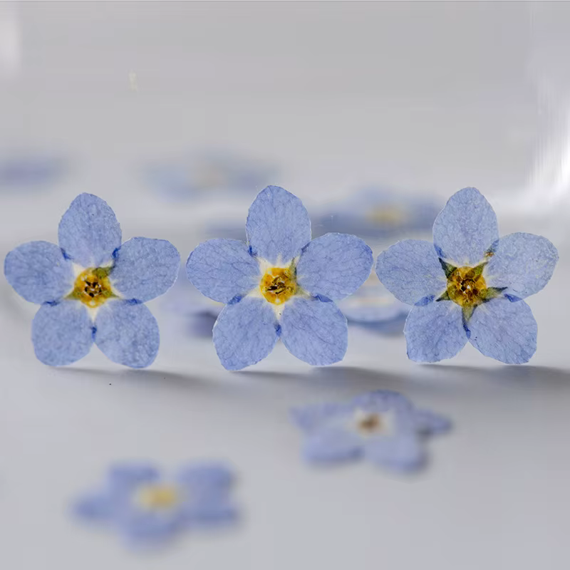100 fleurs de myosotis