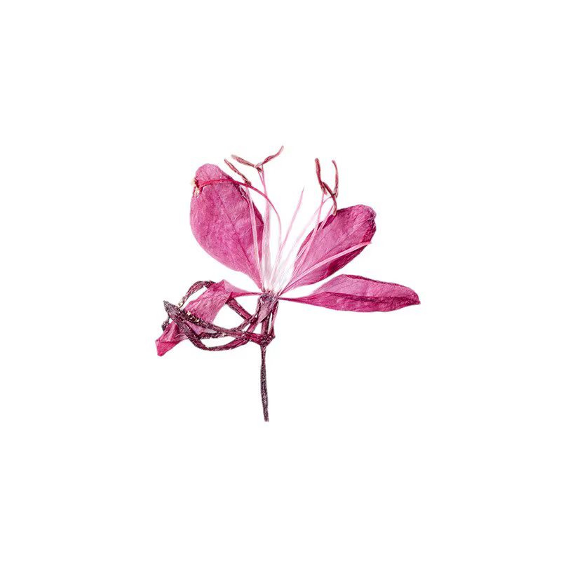 Lot de 12 fleurs de Gaura séchées pour DIY