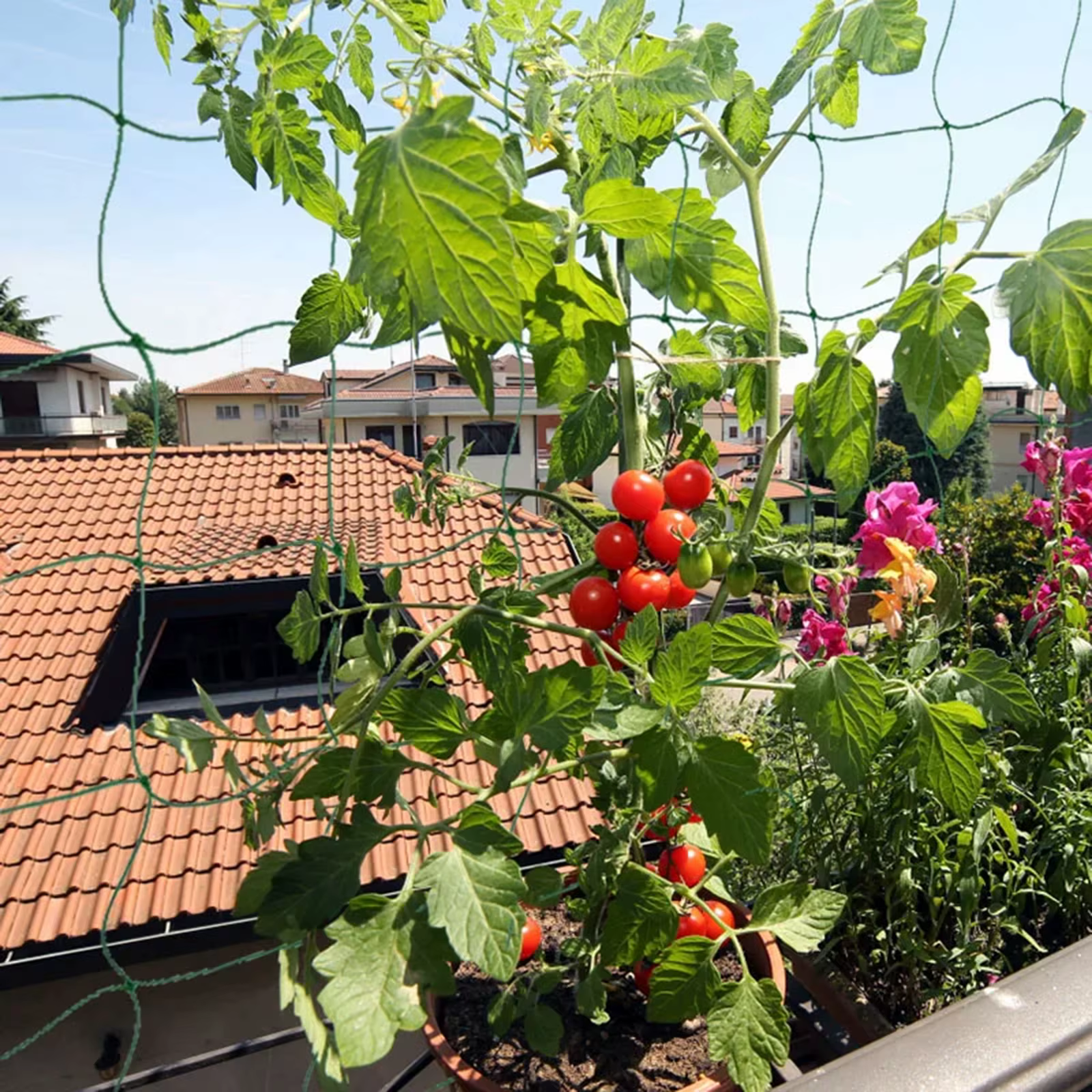 Plantes de jardin treillis filet plante