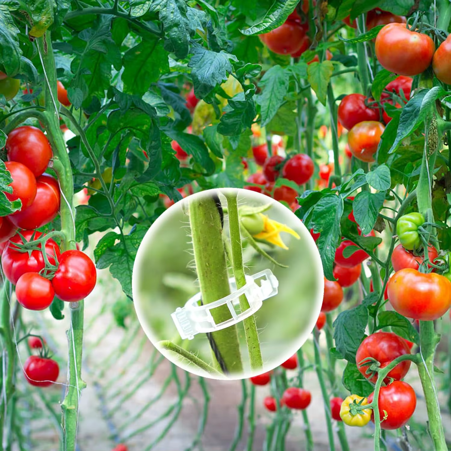 50-100 pièces pinces à tomates