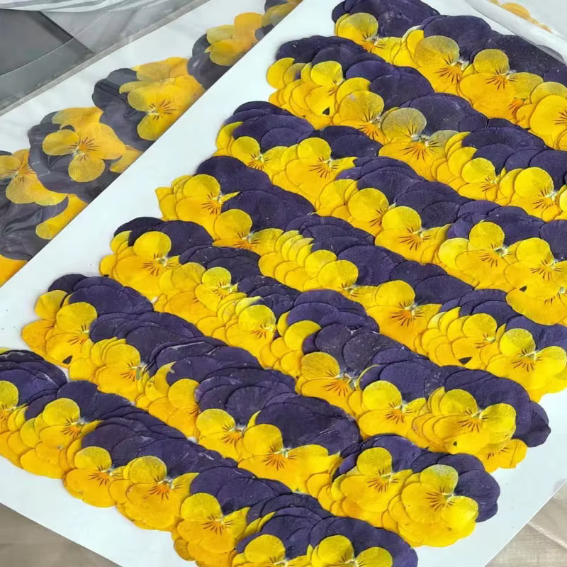 Fleurs séchées PMurcia violet et jaune