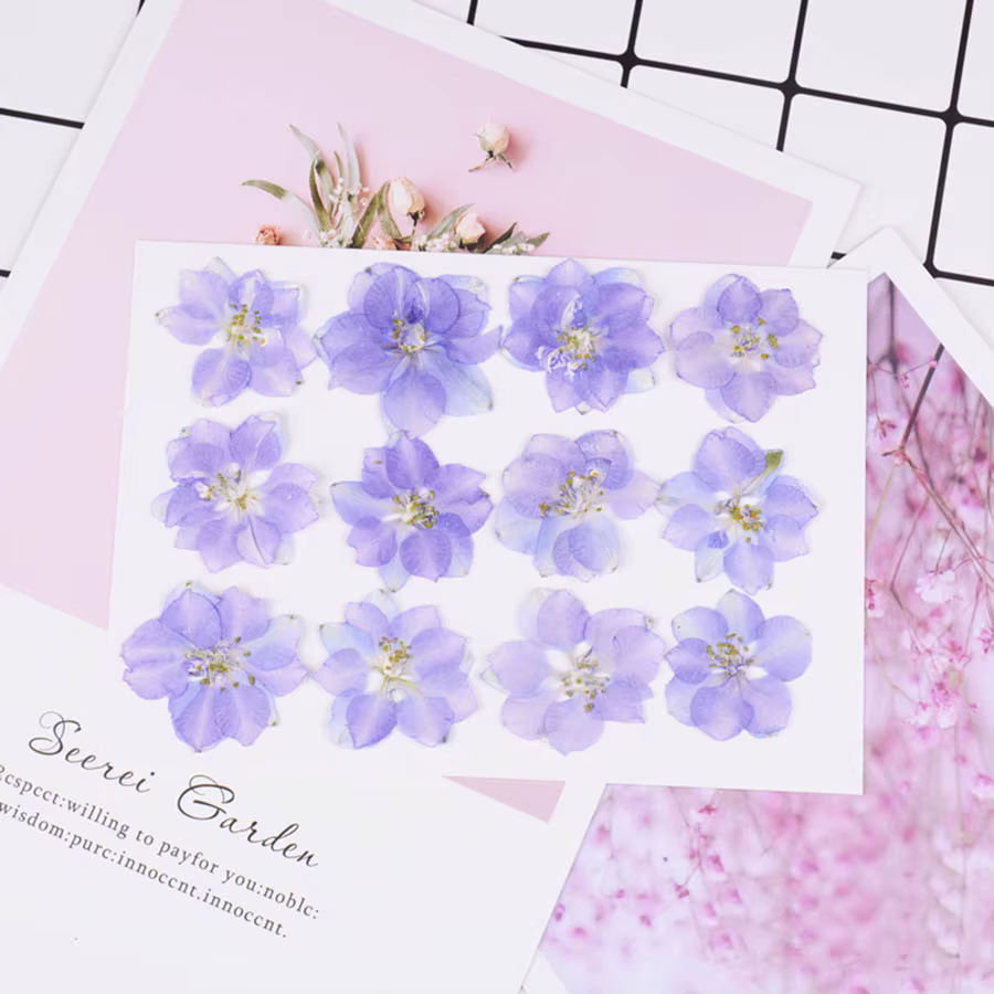 60X pressé séché naturel Consolida Ajacis fleurs plantes herbier pour bijoux coque de téléphone cadre Photo carte postale Scrapbook bricolage