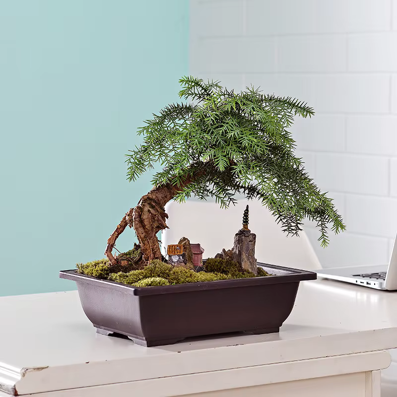 Pots d'entraînement avec escalade Pot de plantes bonsaï en plastique