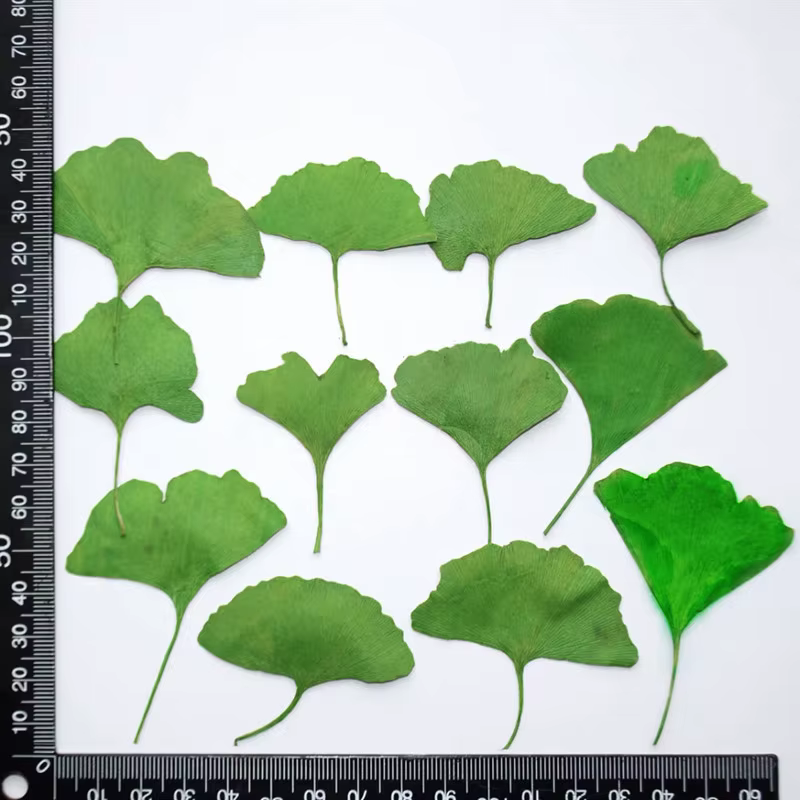 12 pièces/3-5 cm, Feuilles de Ginkgo Biloba véritables pressées