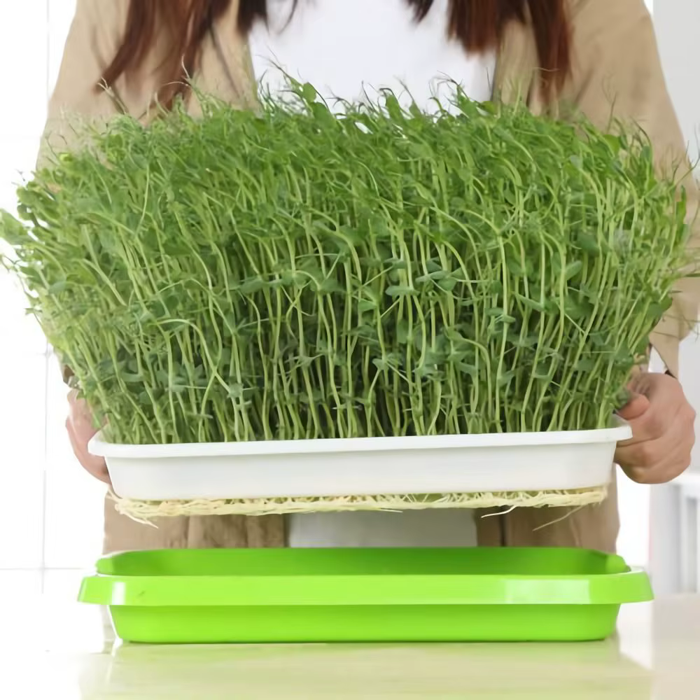 Maison jardin culture hors sol pépinière papier plante boîte graine germener plateau germe Pot pousser Pots