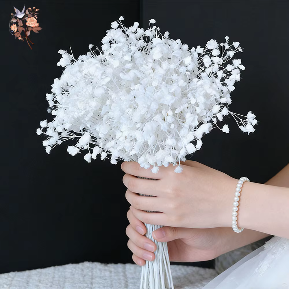 Fleurs de Gypsophile Blanches Séchées Naturelles