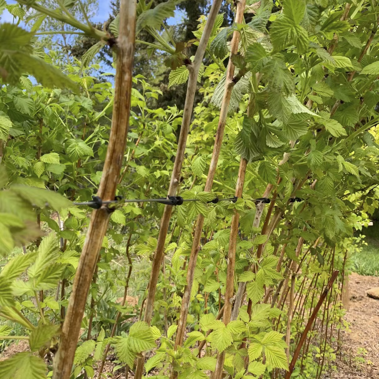Clips de support pour plantes - Clips pour tomates