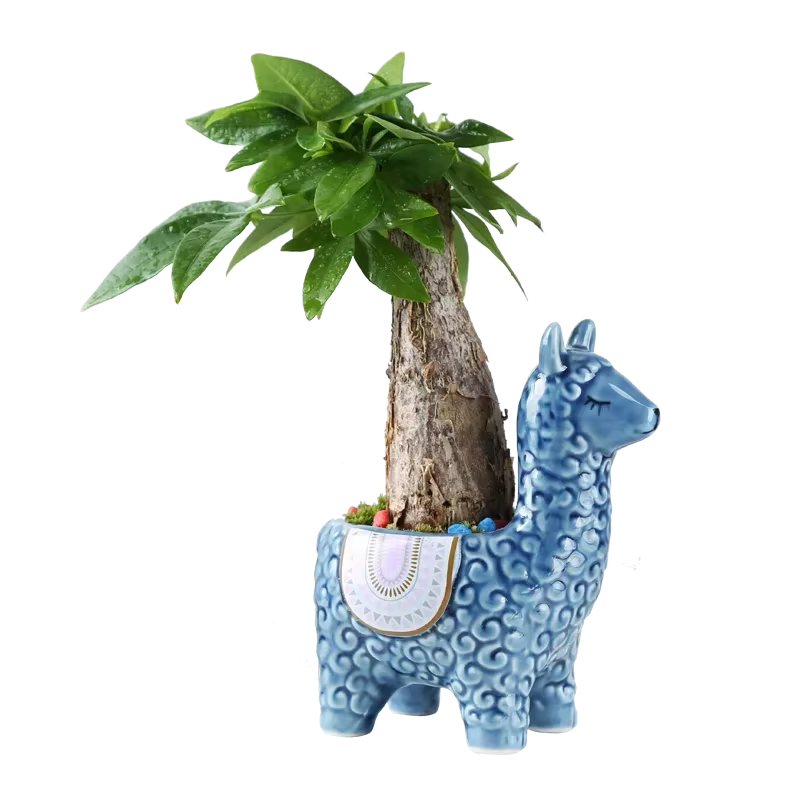 Pot de fleur succulente en alpaga