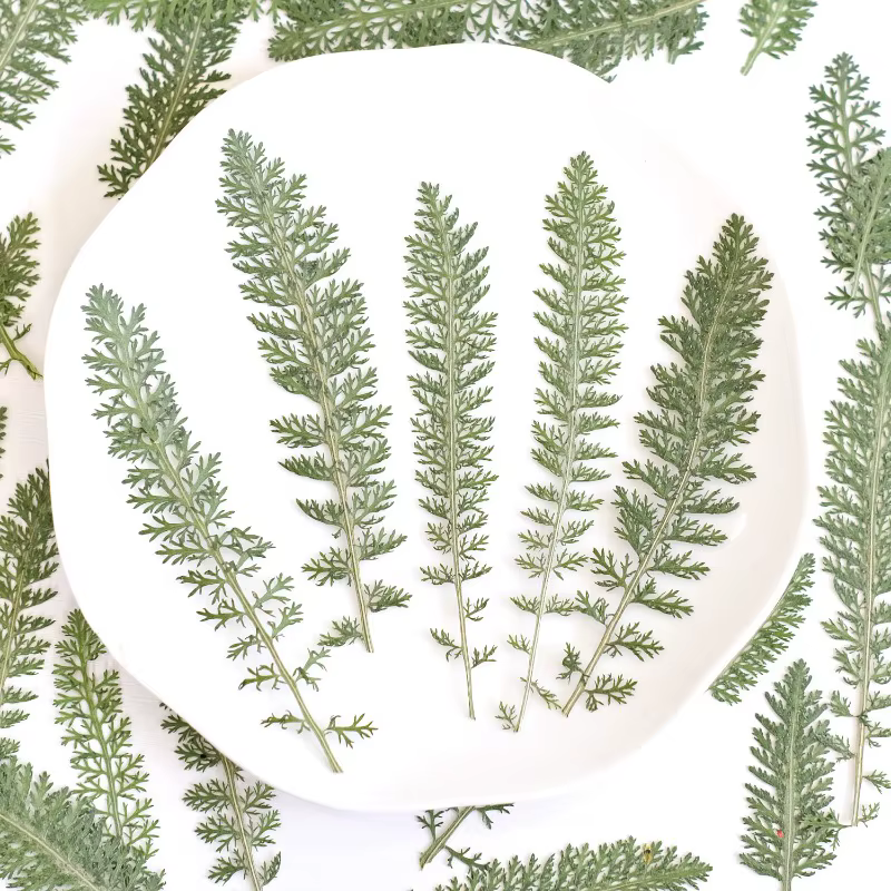 24 pièces, Feuilles de fleurs de curry pressées et séchées