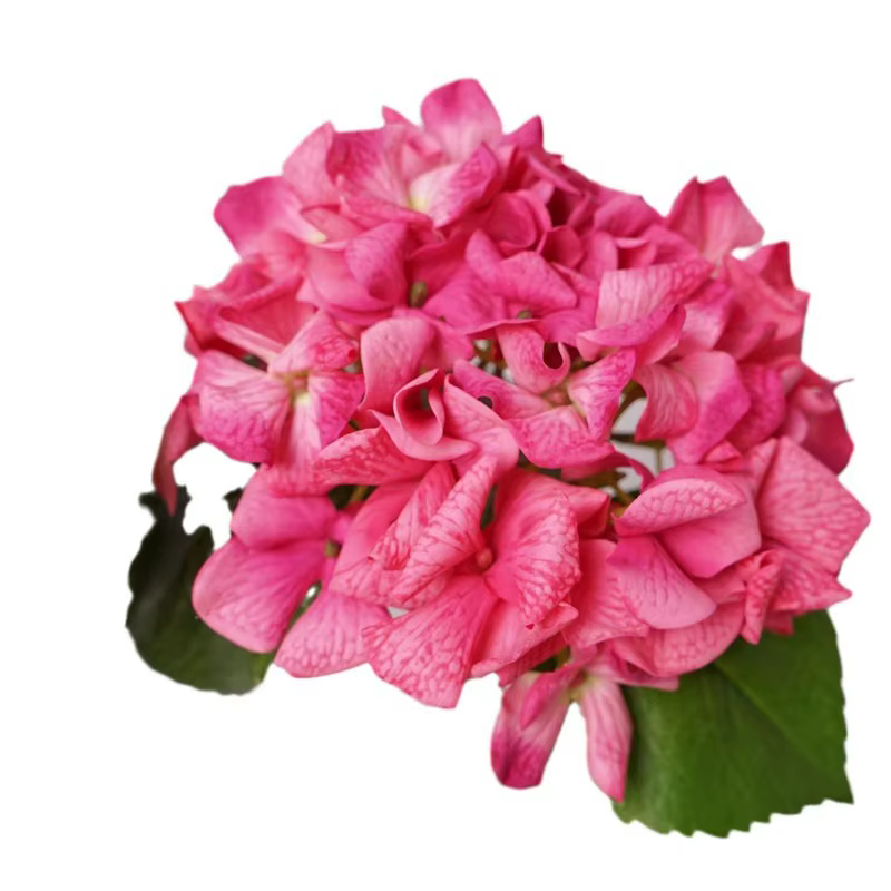 Touchez les fausses fleurs d'hortensia hydratantes