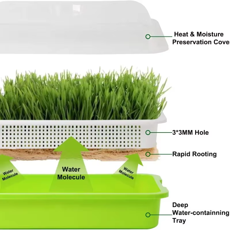 Plaque de germination hydroponique sans sol avec couvercle