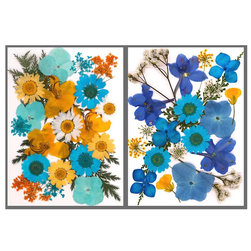 Fleurs séchées pour bricolage