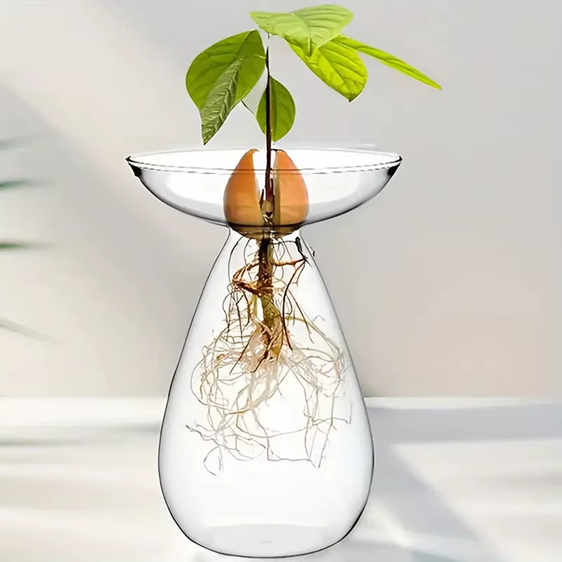 Vase hydroponique Transparent coloré d'avocat