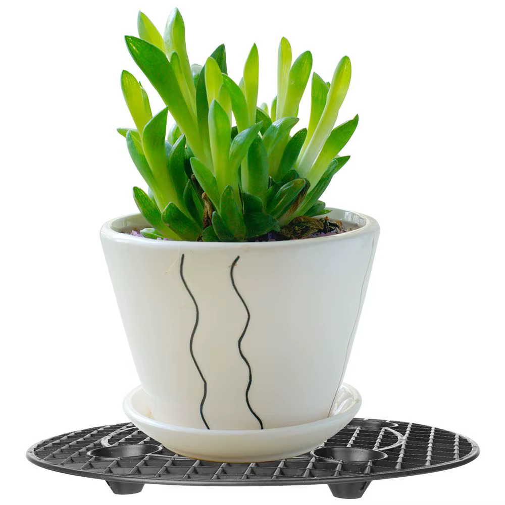 Socle de protection pour plantes