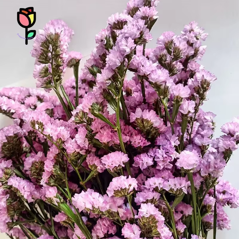 120g fleurs séchées naturelles oubliez-moi pas Bouquets décoration de mariage