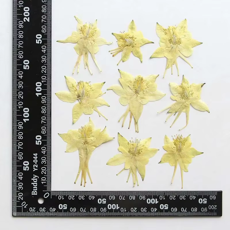 Véritables têtes de fleurs de colombine de jardin séchées naturelles PMurcia