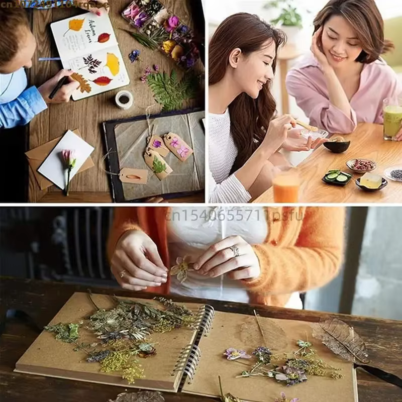 Fleurs séchées de Gomphrena naturelles rouge et violet – Décor de haute qualité pour la fabrication de savon