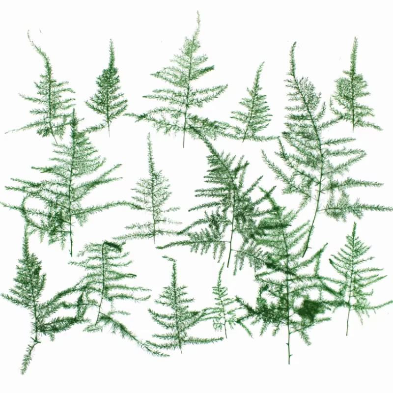 4-5 cm/12 pièces, feuilles pressées d'asperges naturelles