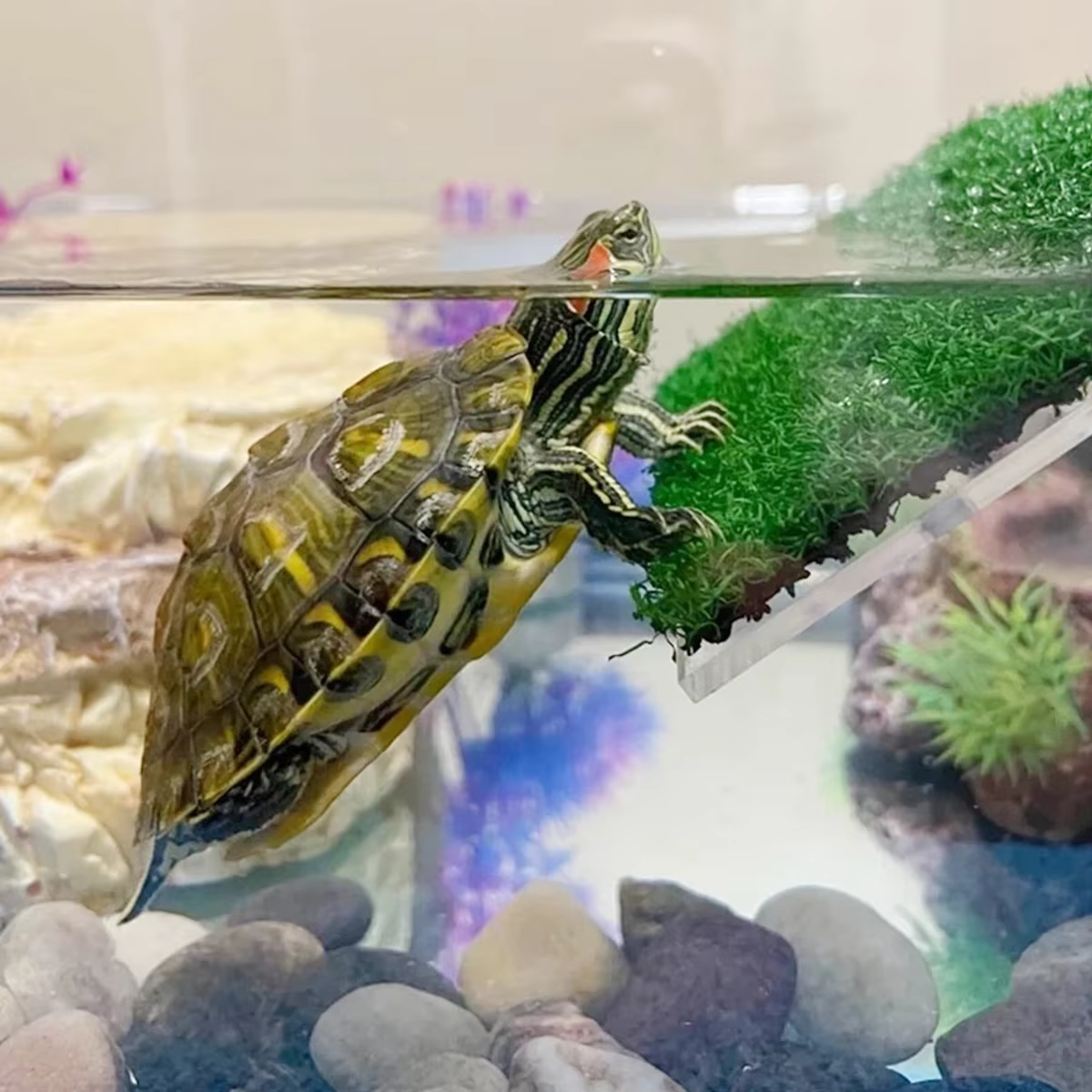Plate-forme de se prélasser pour tortues, Simulation de repos, rampe de pelouse, quai de tortue, île flottante, Terrarium pour Reptile, accessoire d'aquarium