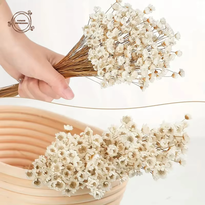 50pcs petite étoile marguerite fleurs séchées décor de mariage