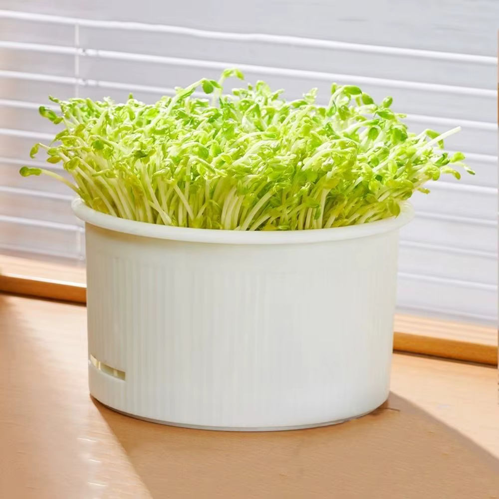 Pots de culture de pousses de légumes en plastique