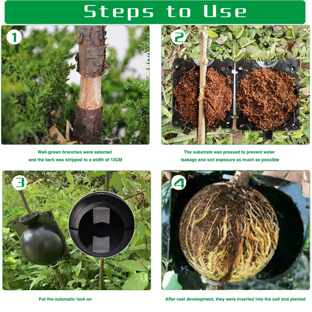 Boule d'enracinement de plantes pour l'agriculture