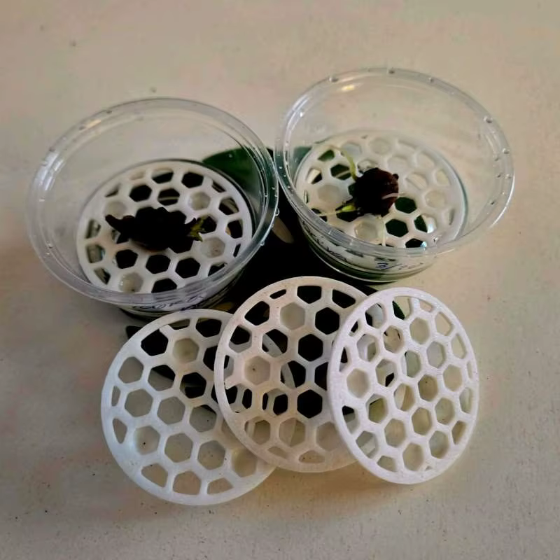Support de Levage pour Bulbes d'Alocasia