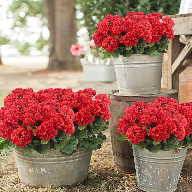 Bouquet de 14 pouces de geraniums artificiels en soie