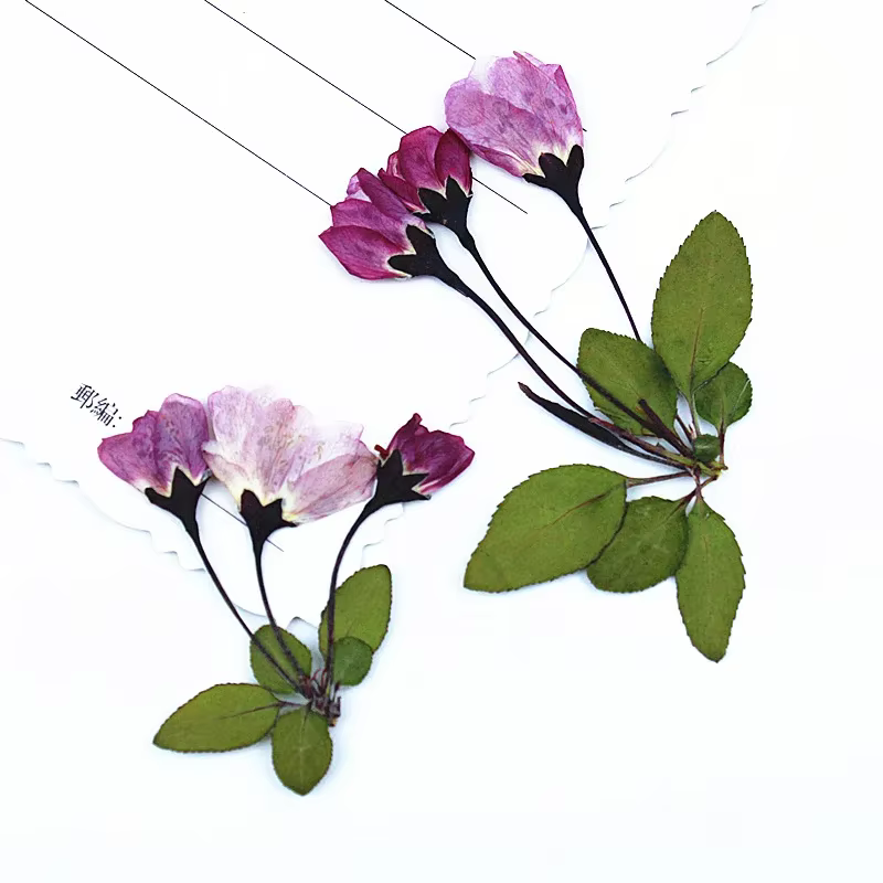 12 Pièces de Fleurs Séchées de Bégonia avec Feuilles pour Remplissage de Moules en Résine Époxy DIY