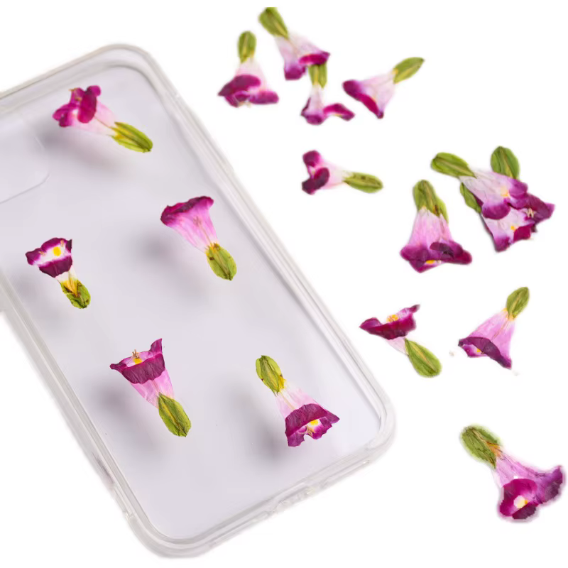 12 pièces, fleurs séchées naturelles de Torenia