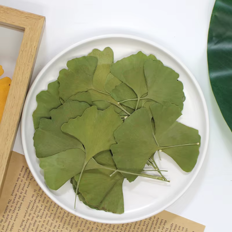 12 pièces/3-5 cm, Feuilles de Ginkgo Biloba véritables pressées