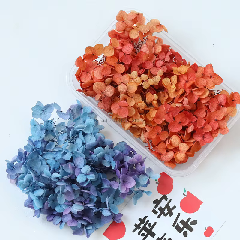 Fleurs séchées naturelles d'hortensia dégradé 5G Anna