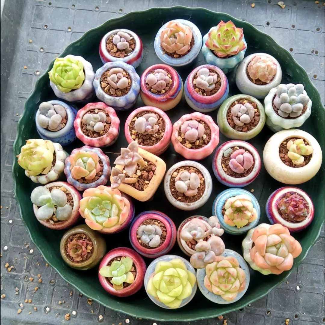 Mini pot de fleurs en céramique