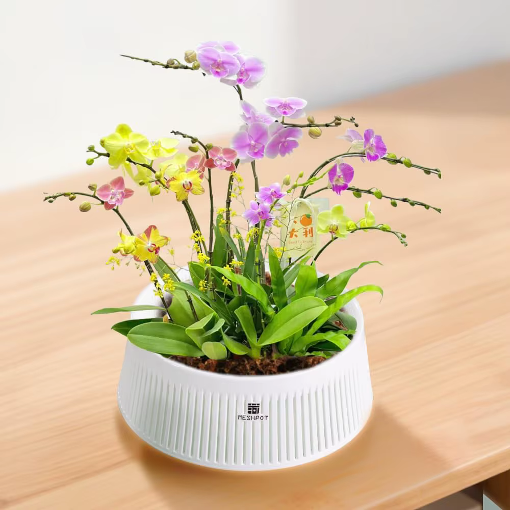 Pot d'orchidées avec trous et soucoupes