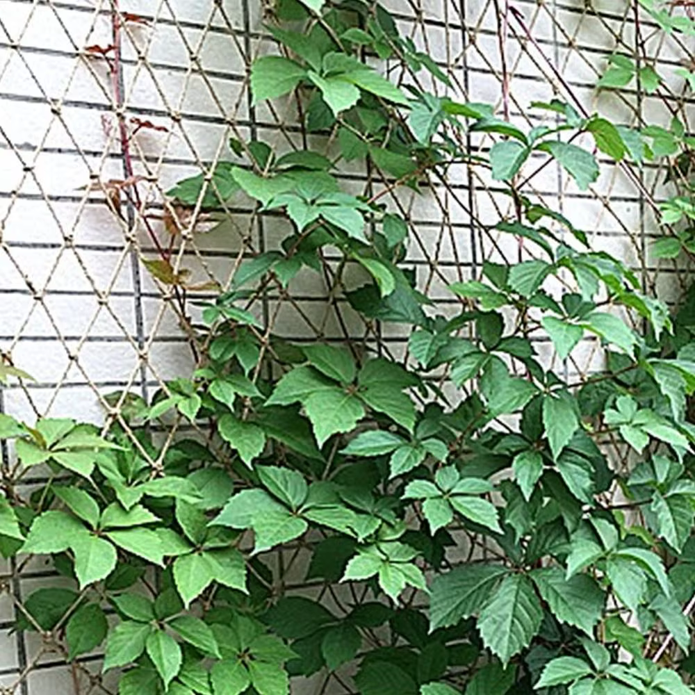 Filet de Support pour plantes grimpantes