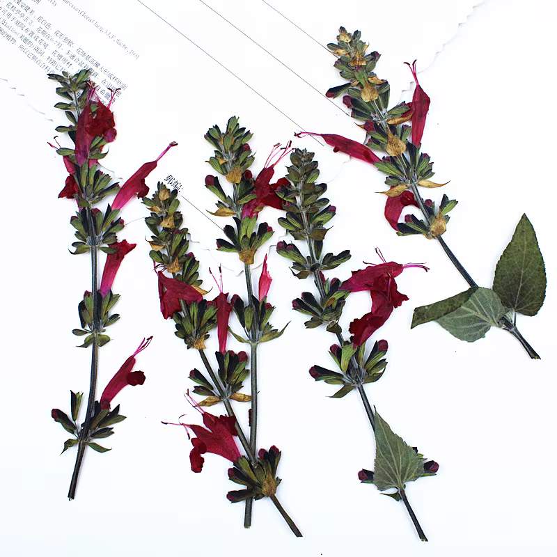 Fleur de Sauge Rouge vaccée en Relief