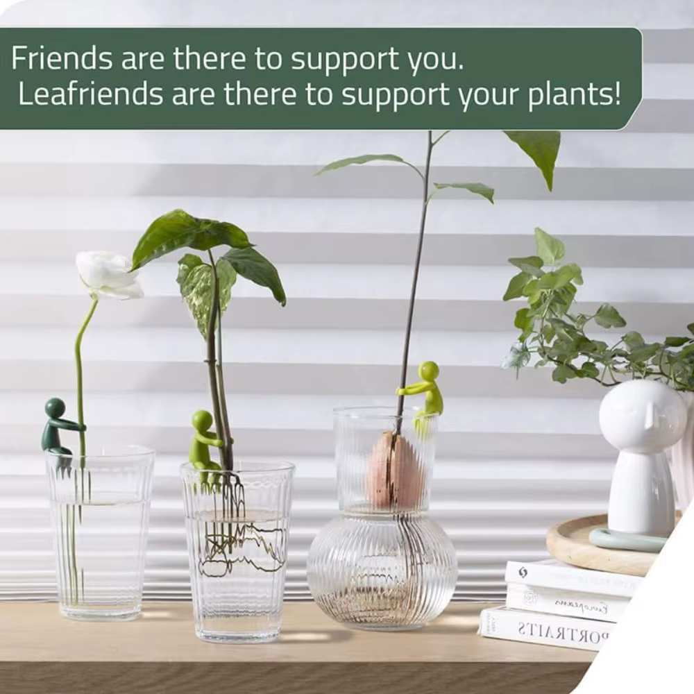 Support de propagation de plantes mignon
