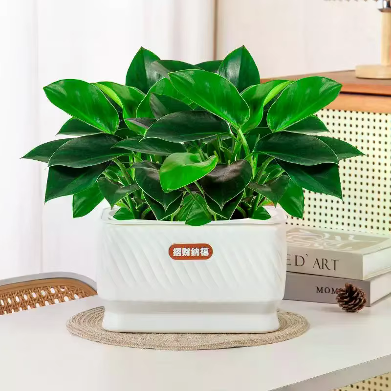 Pot de fleurs auto-arrosant en plastique