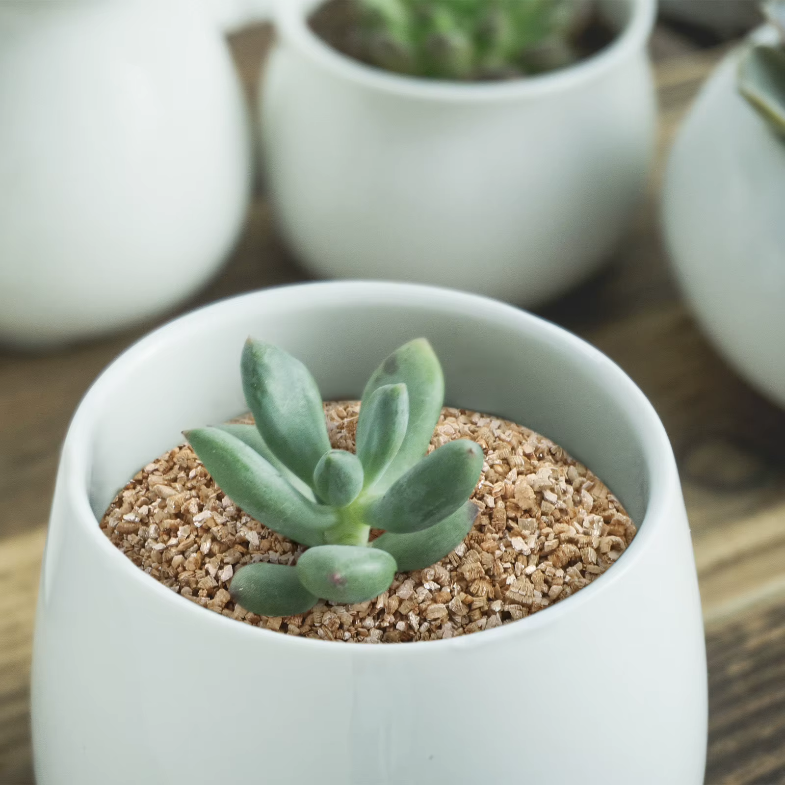Vermiculite 3L croissance moyenne pour plantes
