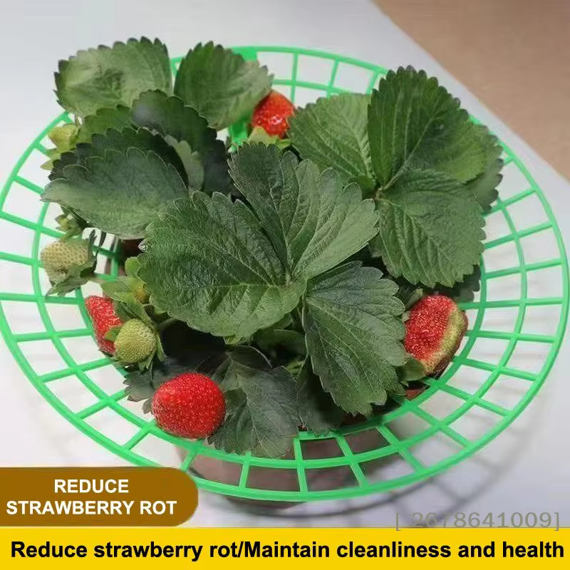 ⚑ Support pour plantes de fraises avec pieds