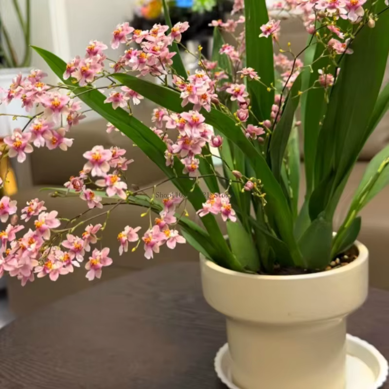 6L/sac Engrais pour plantes : Substrat nutritif spécial pour orchidées