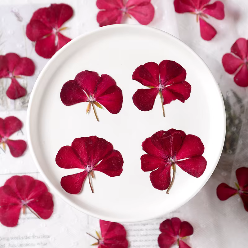 12 pièces, fleurs de géranium séchées et pressées