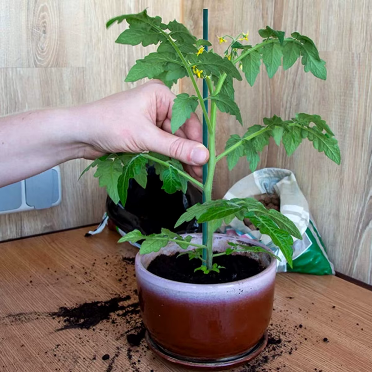 30 pièces bambou vert bâtons plante Support fleur bâton orchidée tige