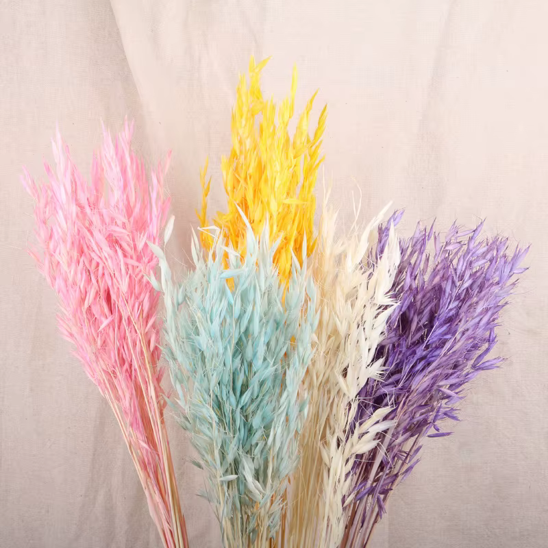 Fleurs séchées queue de lapin herbe Premium Pampas Reed immortel séché Bouquet matériel décoration de fête de mariage plantes